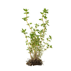 Fototapeta premium Fresh thyme plant growing in rich soil indoors isolated transparent