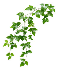 Lush green vine with shiny leaves in natural light isolated transparent
