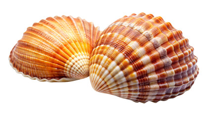 Obraz premium Two beautifully textured, orange-brown conch shells resting together, against on a transparent background. Their ribbed surface and vibrant patterns stand out against the dark background