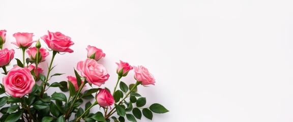 Obraz premium Pink Roses with Green Leaves on White Background