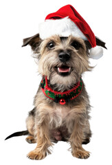 PNG Terrier dog wearing a santa hat cute pet affenpinscher.