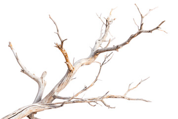 Fototapeta premium Dry tree branches isolated on white or Transparent background