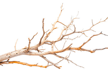 Fototapeta premium Dry tree branches isolated on white or Transparent background