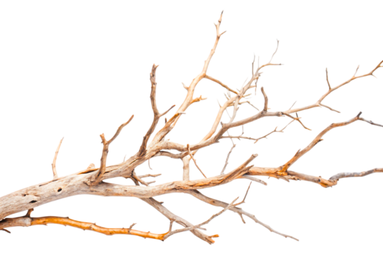 Dry tree branches isolated on white or Transparent background
