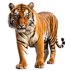 Naklejka premium Tiger isolated on a transparent background