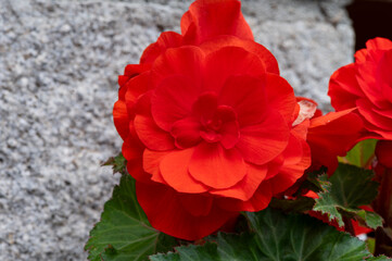 Red begonia from the garden of the church of Sant Feliu de Vilac, Val D'Aran, Lleida