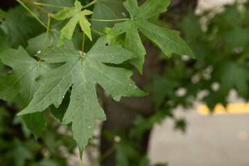 close up of a silver maple or possible a sweet gum leaf