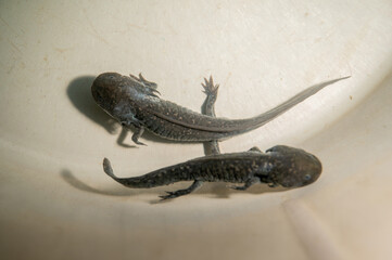 Ajolotes en criadero