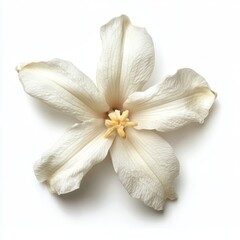 White vanilla flower isolated on white background