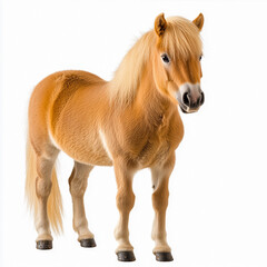 Obraz premium Sweet light brown pony foal standing, isolated on white background
