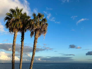 Beautiful view of the atlantic ocean and palm tree on a summer day. Funchal. Madeira. Portugal.