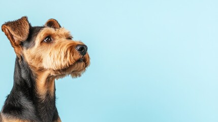 An Airedale terrier on a light blue background, copy space