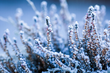 Frost on the plant