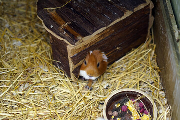 A guinea pig peeking out of its house. We can only see its head and paw.