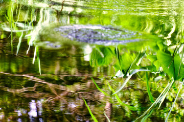 View of the water surface of the river Würm with intense green algae and plants