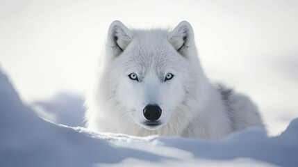 Naklejka premium Majestic Arctic Wolf in Snow