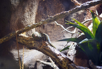 Aviary for small monkeys. One sits on a trunk and looks directly into the lens.