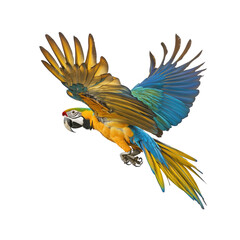 Fototapeta premium Blue and Gold Macaw in Flight