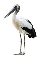 Obraz premium White and Black Bird with Long Beak