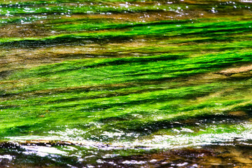 View of the water surface of the river Würm with intense green algae and plants