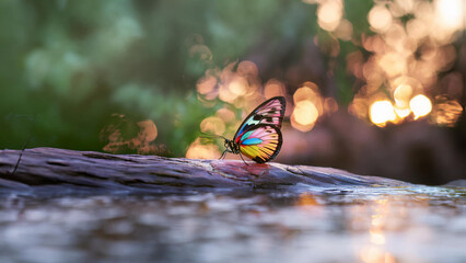Explore the radiant beauty of butterfly wings as they shimmer in natural light. This stunning image captures the intricate colors and patterns.