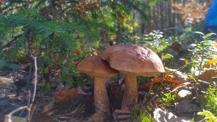 In the mixed forest among moss, dry twigs, fallen leaves and grass grow near edible mushrooms - boletus with a brown cap (birch mushroom). There are trees growing all around. Sunny autumn weather