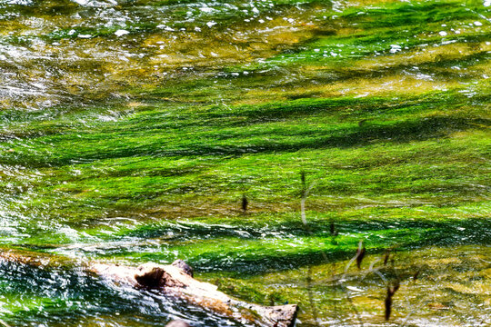 View of the water surface of the river W&uuml;rm with intense green algae and plants
