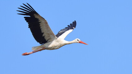 Fototapeta premium volo