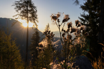 Scenic mountain landscape at sunrise in Gailtal Alps, Carinthia, Austria. Silhouette of trees against vibrant sky at golden hour. Distant mountains in soft haze creating peaceful and serene atmosphere