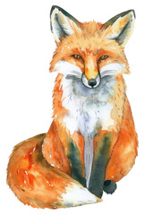 Fototapeta premium PNG Vibrant watercolor fox illustration