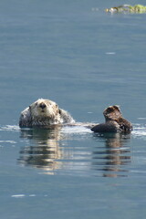 Fototapeta premium Otter relaxing on the water