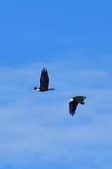 Two eagles in flight