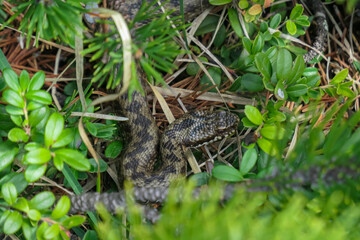 Snake coiled up in bed of grass and leaves in Schladminger tauern. Zigzag pattern on its back and triangular head. Animal wildlife in the Austrian Alps. Camouflaged against the surrounding vegetation