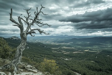 Obraz premium Mountain Top Lone Tree