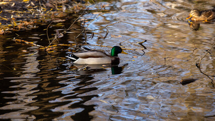 Wild ducks on a clear lake, bright and full of vitality