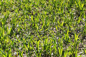 Fototapeta premium Sprout cereal field. Autumn seeding. Fall seeded. Food industry. Food production background. Agriculture field landscape. Green blades of grass texture. Vivid color spring nature.