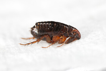 Cat flea (Ctenocephalides felis). A jumping insect that can also painfully bite a human on a paper towel.