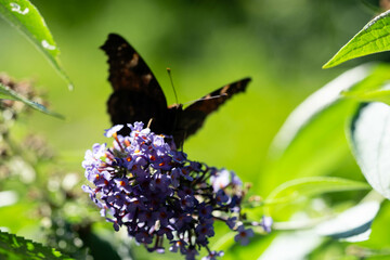 Der Schmetterlingsflieder Buddleja davidii und seine Besucher
