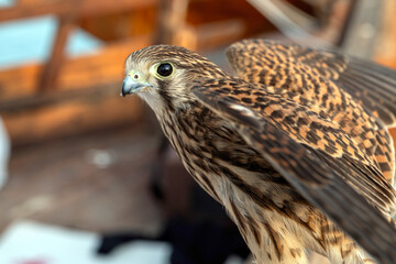 American Kestrel Bird. Falcon in dhow festival