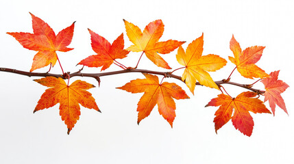 Fototapeta premium Twig of maple tree with colorfull autumn leaves isolated on whie background