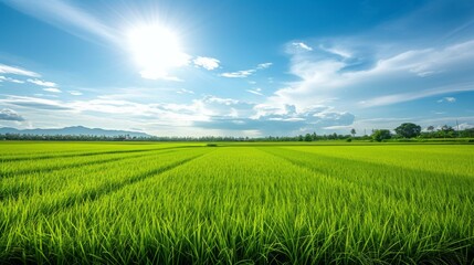 Fototapeta premium Tranquil Green Rice Paddy Field Under a Blue Sky