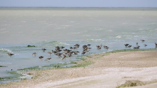 Wetlands. Spring stop-over of Ruffs (Philomachus pugnax) on shore of shallow hypersaline lake Sivash. Crimea. Appetitive behavior. Birds feed on mosquito larvae and mostly peck Artemia salina.