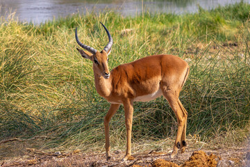 Close up portrait of a male impala antelope, wildlife safari and game drive in Namibia, Africa