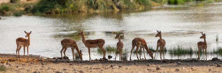Row of impalas antelopes at a waterhole, wildlife safari and game drive in Namibia, Africa