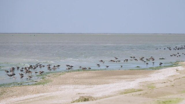 Wetlands. Spring stop-over of Ruffs (Philomachus pugnax) on shore of shallow hypersaline lake Sivash. Crimea. Appetitive behavior. Birds feed on mosquito larvae and mostly peck Artemia salina.