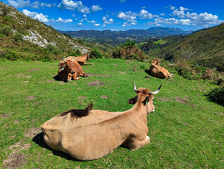 Cows next to Foces del rio Pendon, Pendon gorges route, Nava, Asturias, Spain, Europe