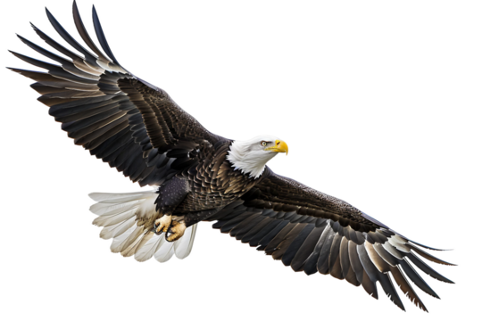 Graceful eagle in mid-flight against a clear blue sky isolated on transparent background