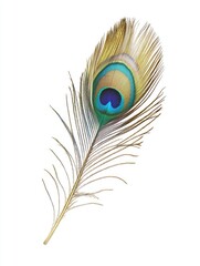 Obraz premium Peacock Feather