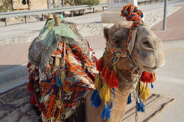 Colourful camel in the desert