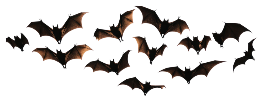 PNG Flying bats group silhouettes background white.